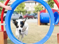 Thru the Target Recycled Plastic Dog Park Play Equipment