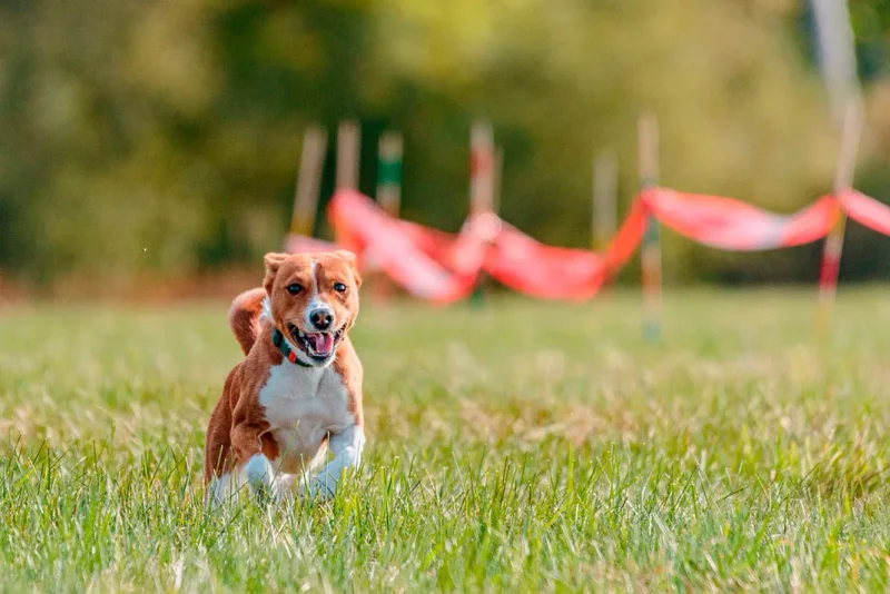 DIY Dog Agility &amp; Training Resource Guide