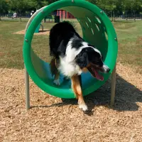 6-Piece Small Dog Advanced BarkPark Kit