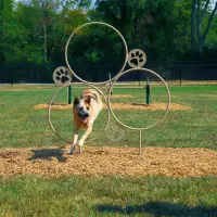 4-Piece Novice BarkPark Kit