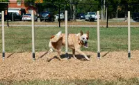 6-Piece Small Dog Advanced BarkPark Kit