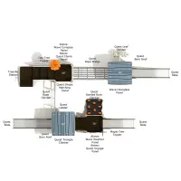 Texas Sugarberry Canopy Quest